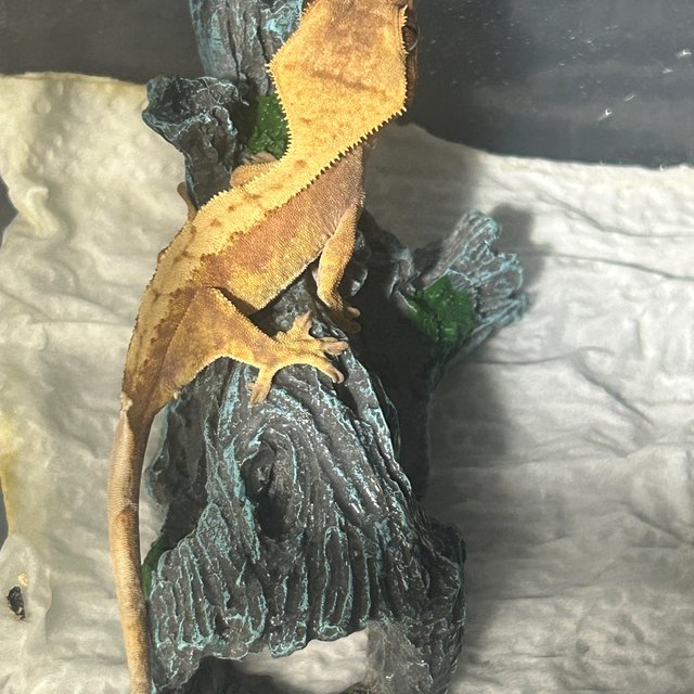 크림시클 레드 옐로우