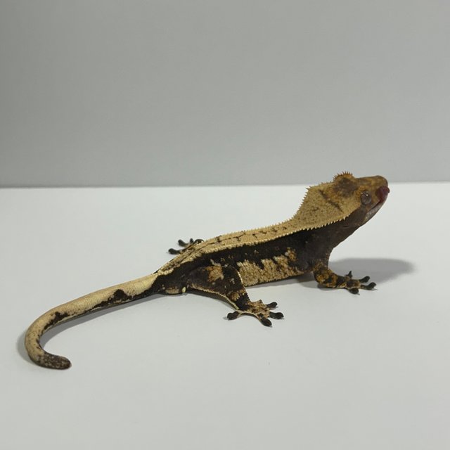 다크 트라이 익스트림할리퀸