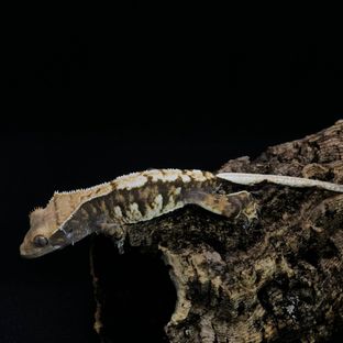 솔비버섯