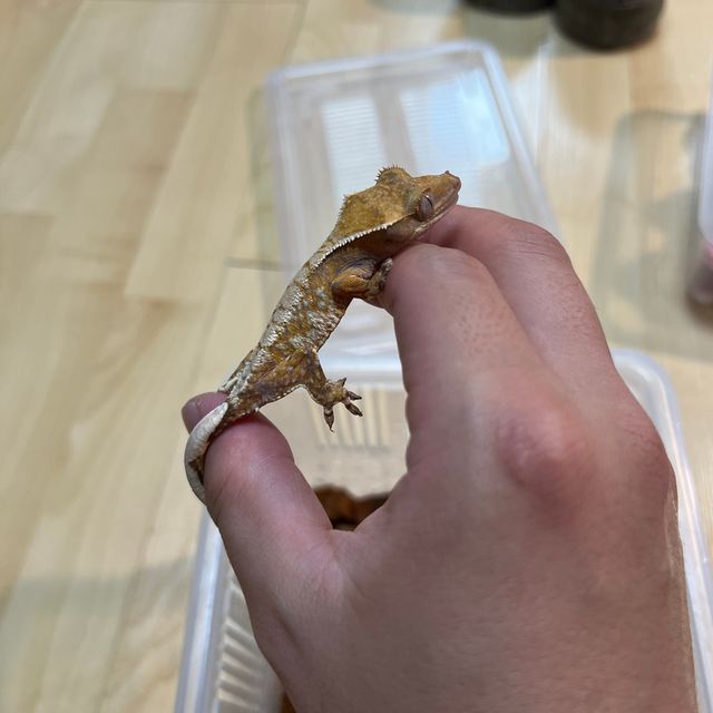 트라이 바브 할리퀸