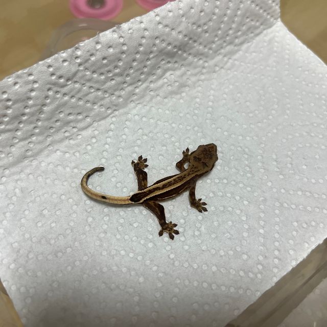 슈퍼스트라이프 엠티백