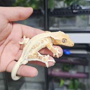 릴리화이트 크림시클