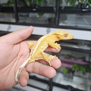 크림시클