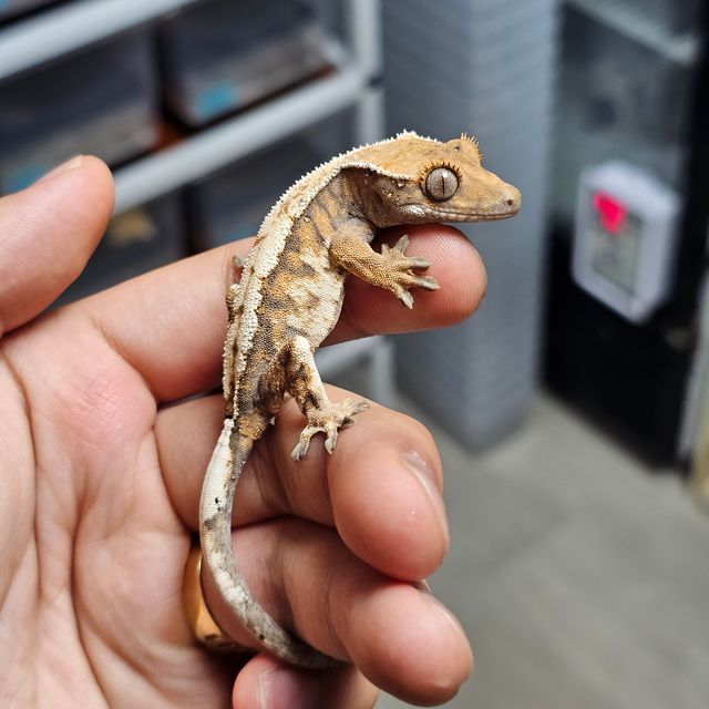 트라이 세이블