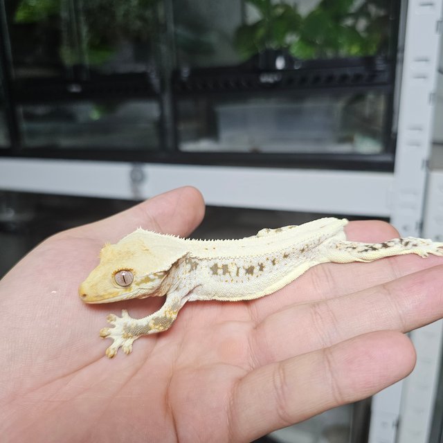 릴리화이트 화이트핀 화이트