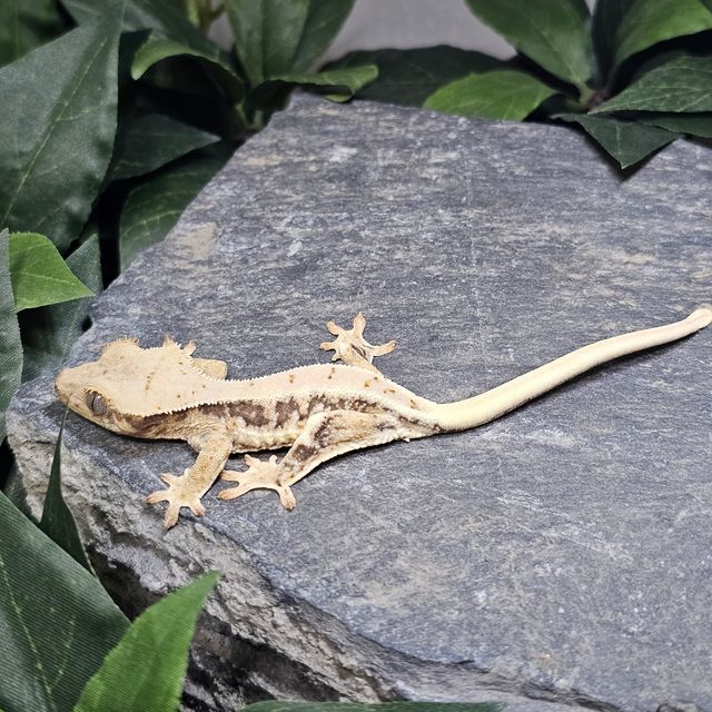 릴리화이트 트라이