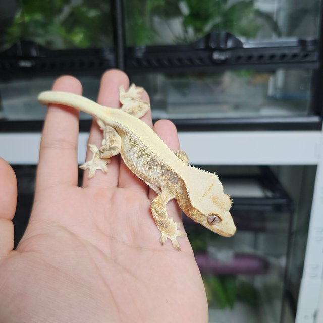 릴리화이트 솔리드백