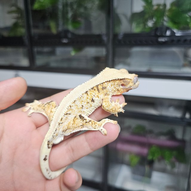 릴리화이트 트라이 솔리드백