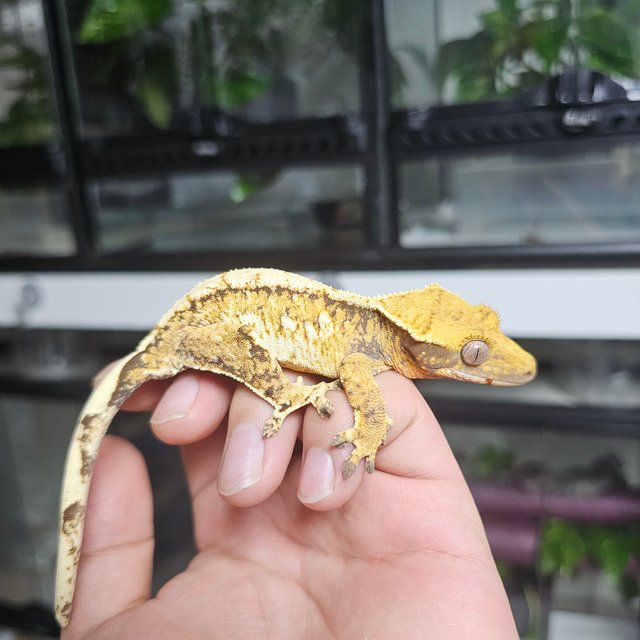 트라이 익스트림할리퀸