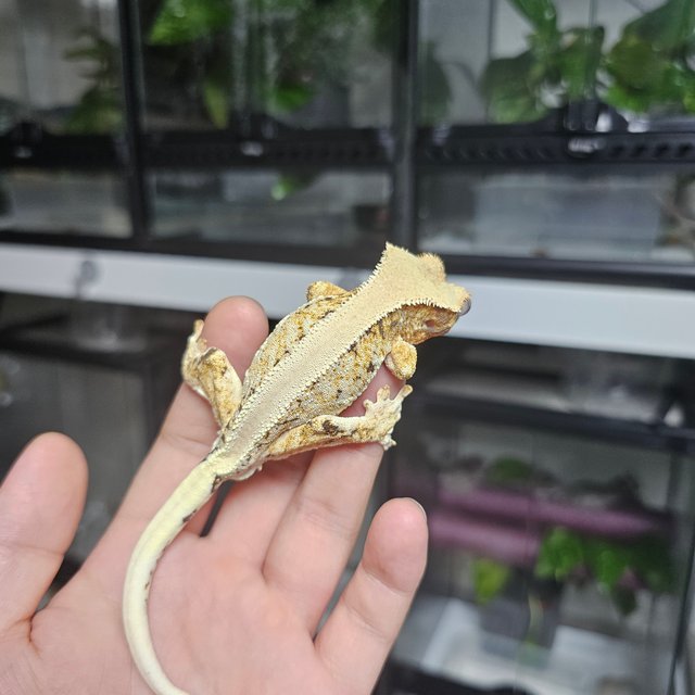 릴리화이트 트라이 솔리드백