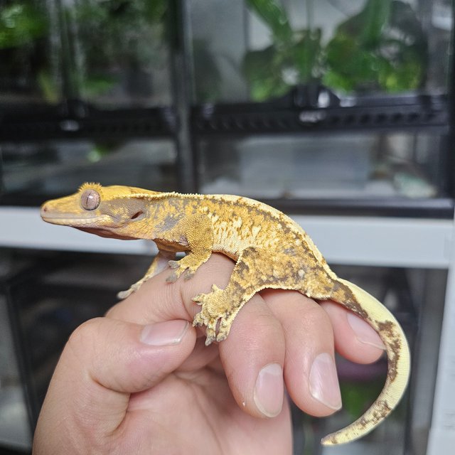 트라이 익스트림할리퀸