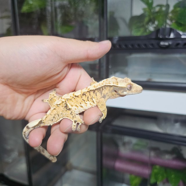 트라이 익스트림할리퀸