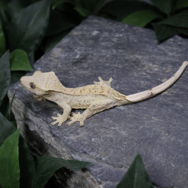 크림시클