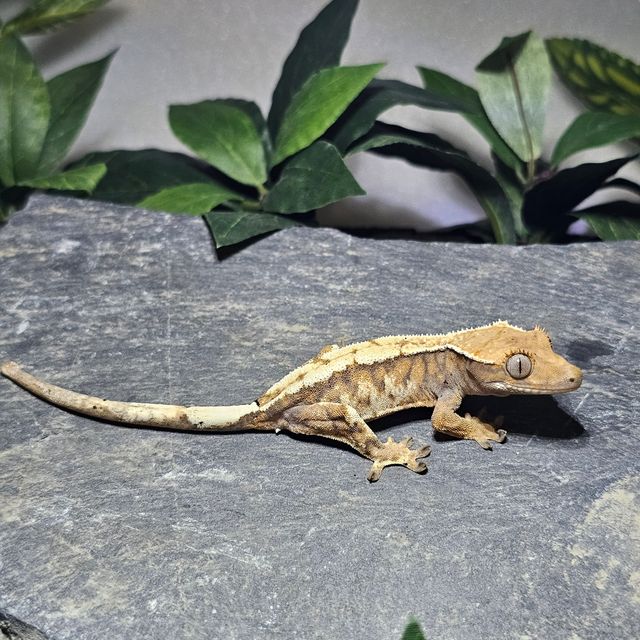트라이 세이블