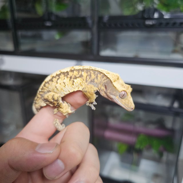 트라이 익스트림할리퀸