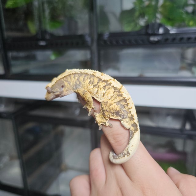 트라이 익스트림할리퀸