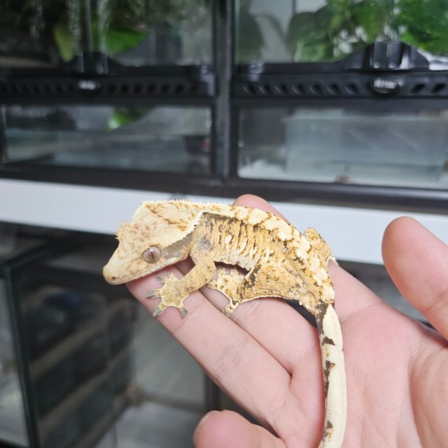 트라이 익스트림할리퀸