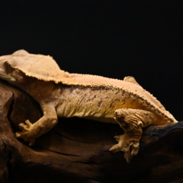 노멀 트라이 드리피 화이트스팟