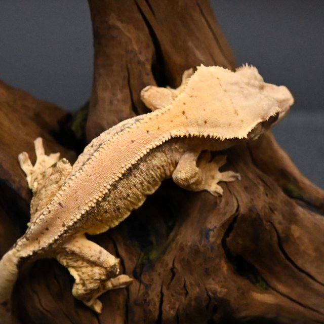 노멀 트라이 드리피 화이트스팟