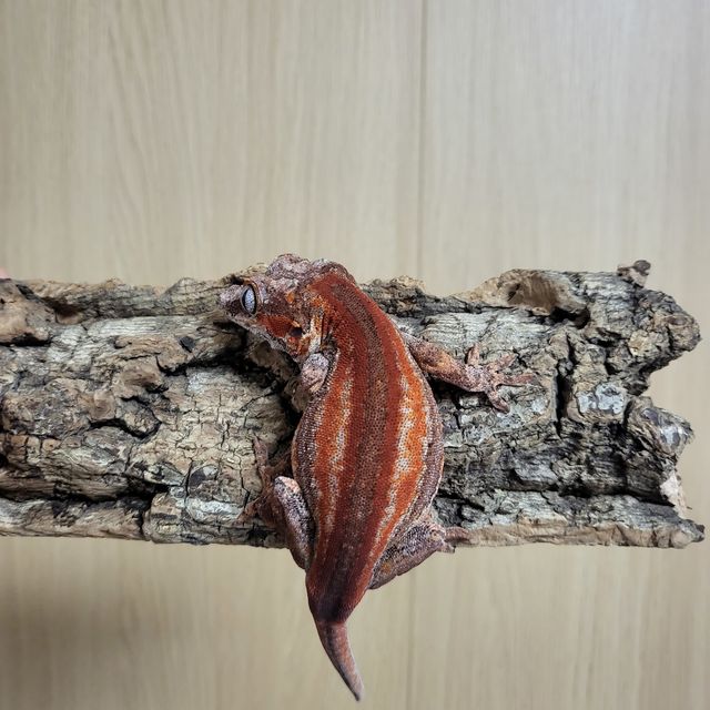 오렌지 레드 스트라이프