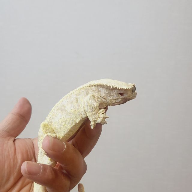 릴리화이트