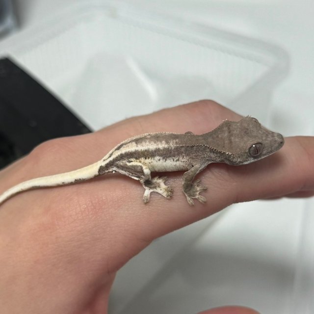 핀스트라이프 할리퀸 크림