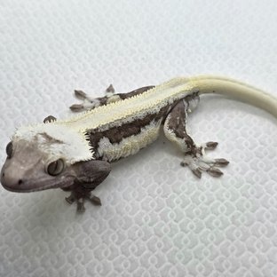 릴잔틱