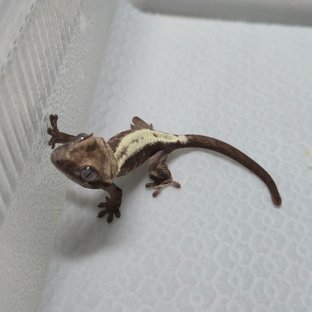 슈퍼세이블 릴리