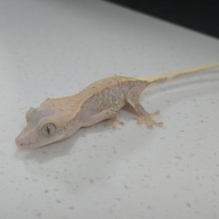 하이포 릴리화이트