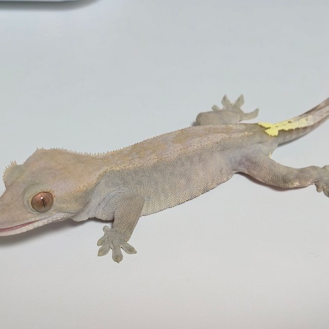 하이포 카푸치노