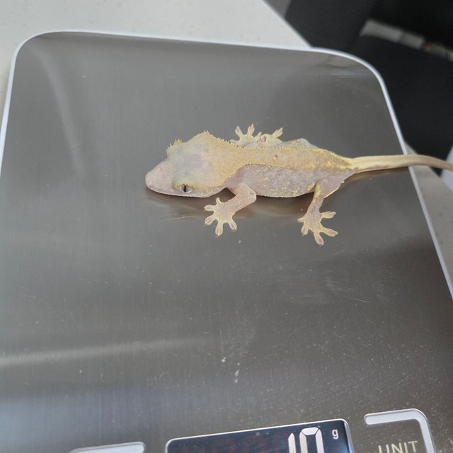 하이포 릴리화이트