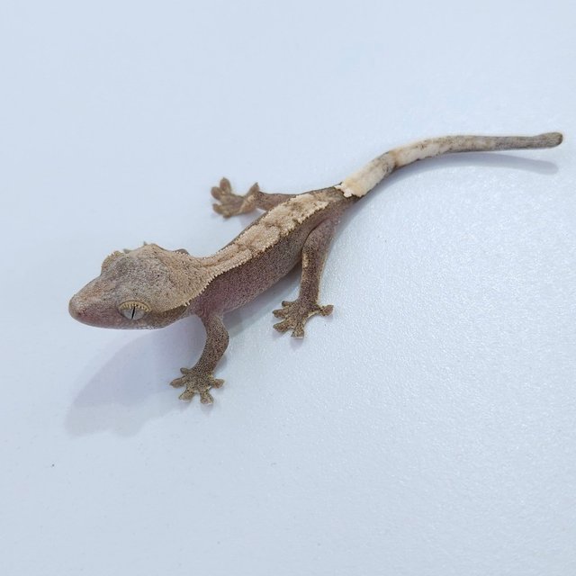 하이포 100%헷아잔틱