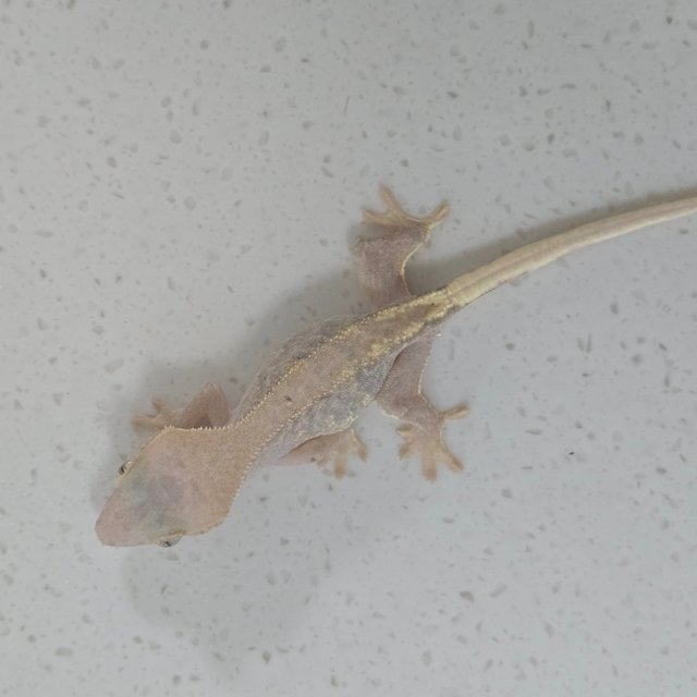 하이포 릴리화이트