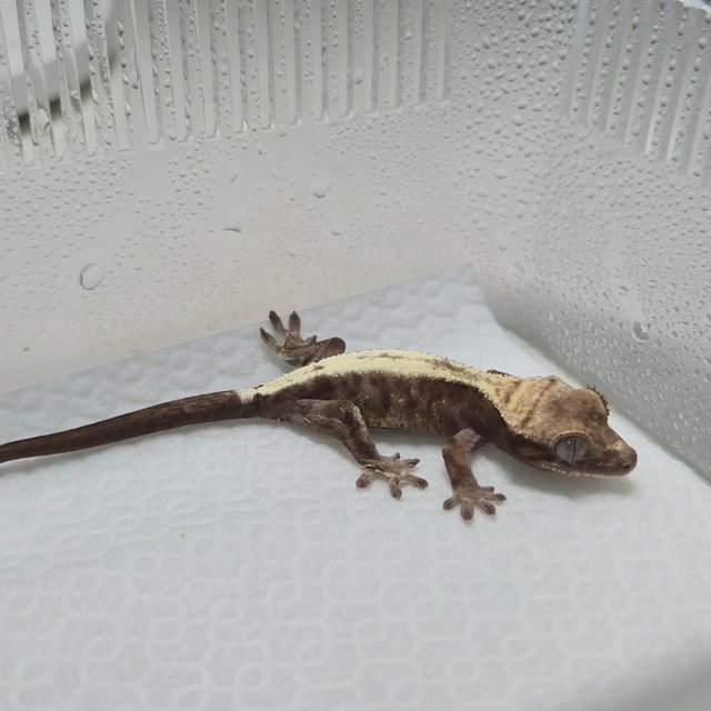 슈퍼세이블 릴리