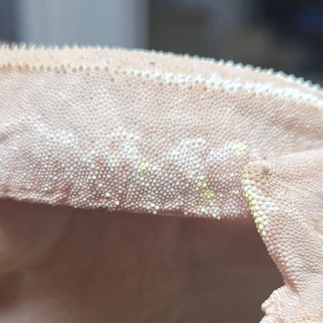 레드 팬텀 릴리화이트 하이포