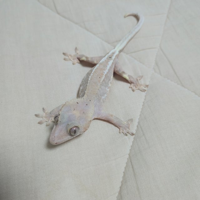 레드 팬텀 릴리화이트 하이포