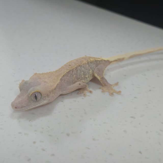 하이포 릴리화이트