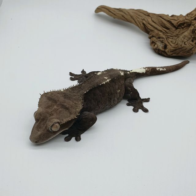 아잔틱