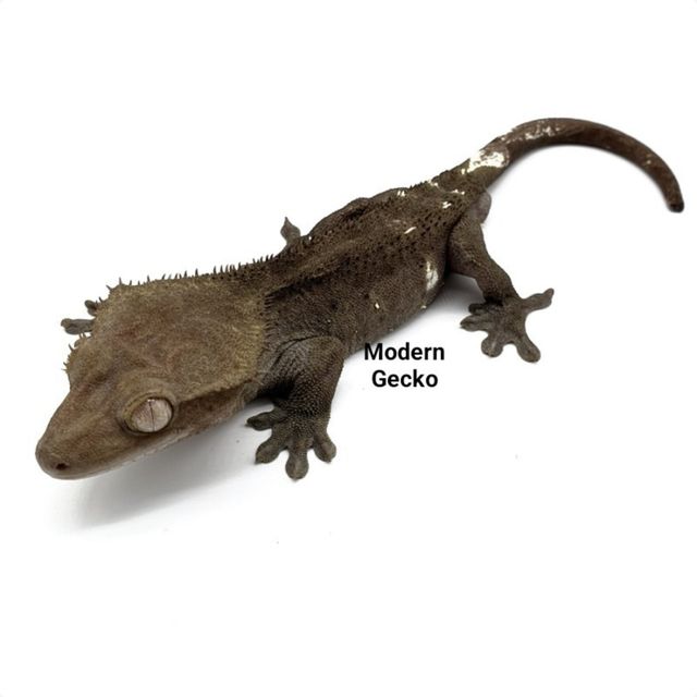 아잔틱