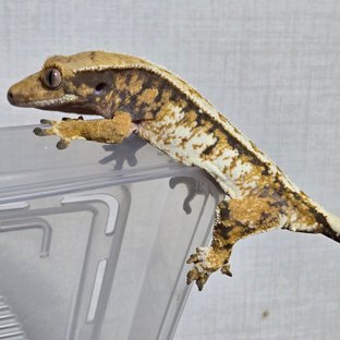 익스트림할리퀸 할리퀸