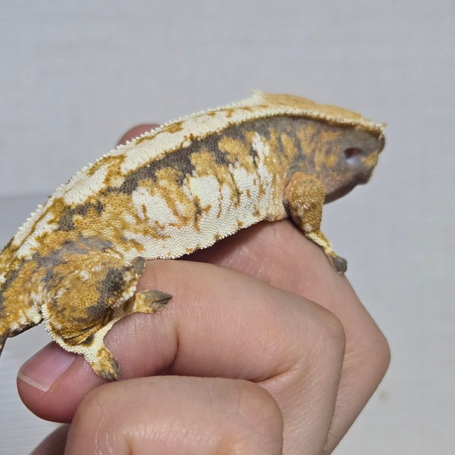 익스트림할리퀸 할리퀸