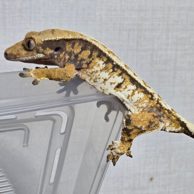 익스트림할리퀸 할리퀸