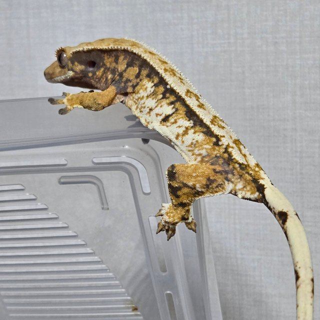 익스트림할리퀸 할리퀸