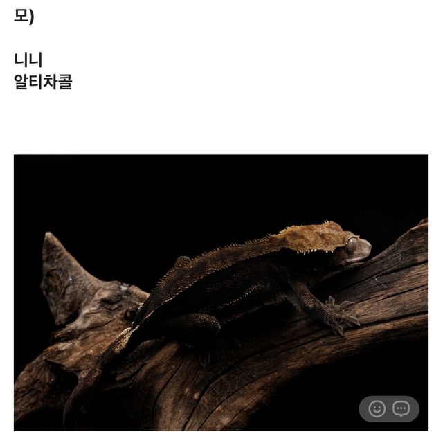 챠콜