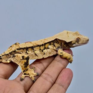 트라이
