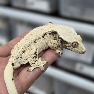 드리피 화이트스팟 화이트 노멀