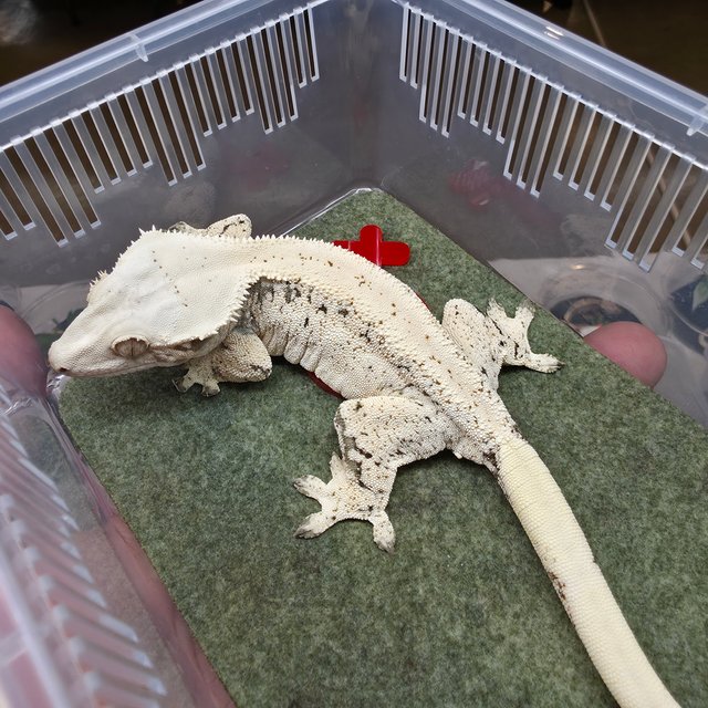 드리피 화이트스팟 화이트 노멀