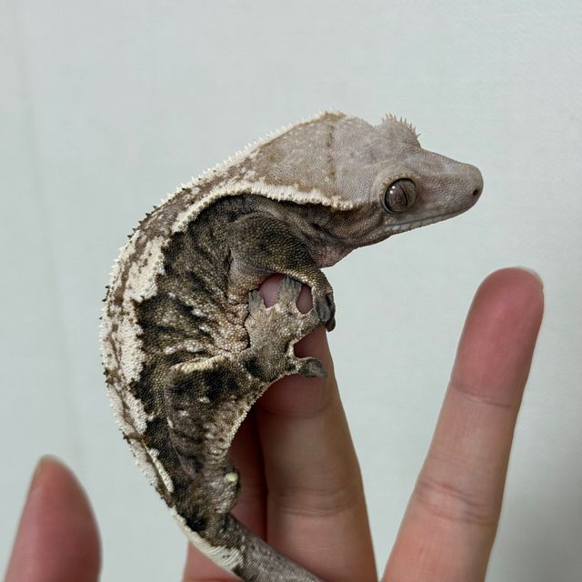세이블 트라이