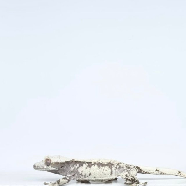 노멀 드리피 화이트스팟