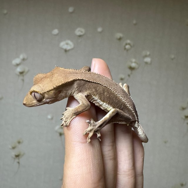 팬텀 릴리화이트